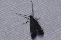 Dichomeris alacella