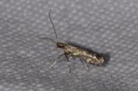 Calybites phasianipennella
