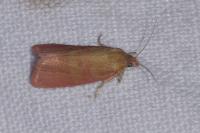 Celypha rosaceana