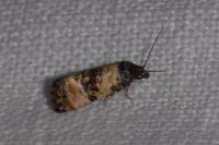 Cochylichroa atricapitana