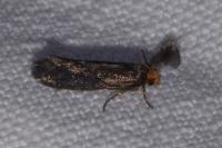 Cephimallota crassiflavella