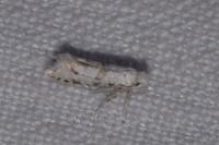 Scythropia crataegella
