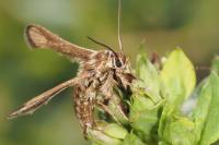 Microsphecia tineiformis