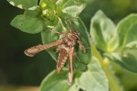 Microsphecia tineiformis