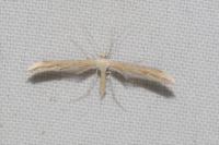 Emmelina monodactyla