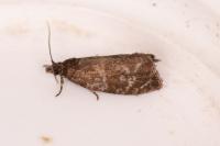 Celypha lacunana