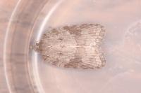 Acleris sparsana