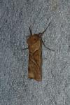 Triodia sylvina