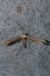 Emmelina monodactyla