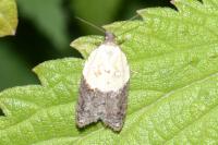 Acleris variegana