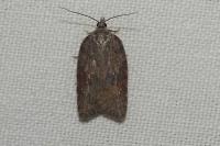 Acleris sparsana