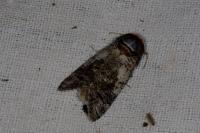 Cossus cossus