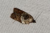 Acleris variegana