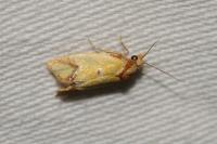 Agapeta zoegana