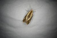 Harpella forficella