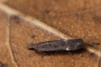 Aproaerema anthyllidella
