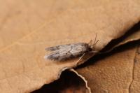 Blastobasis glandulella