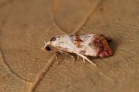 Neocochylis millierana