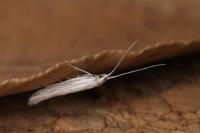 Coleophora