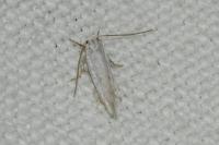 Elachista