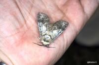 Cossus cossus
