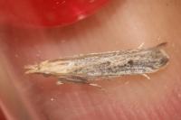 Holcopogon bubulcellus