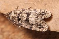 Morophaga morella
