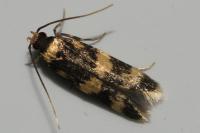 Oegoconia