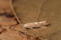 Phyllonorycter