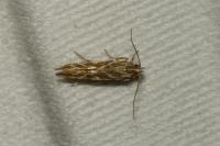 Pyroderces argyrogrammos