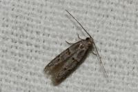 Symmocoides oxybiella