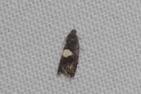 Pammene spiniana