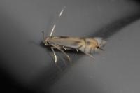 Phyllocnistis