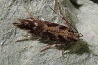 Aristotelia