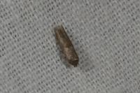 Blastobasis phycidella