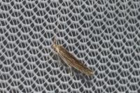Coleophora