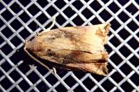 Archips podana