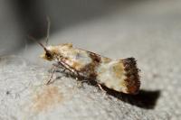 Eupoecilia angustana