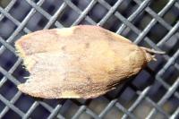 Carcina quercana