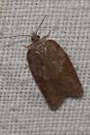 Acleris sparsana
