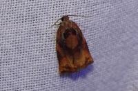 Archips podana
