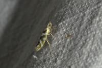 Argyresthia goedartella
