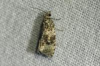 Celypha lacunana