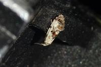 Neocochylis hybridella