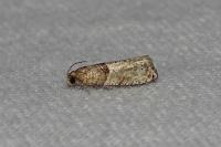 Gypsonoma aceriana