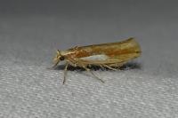 Ypsolopha parenthesella