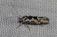 Ypsolopha sequella