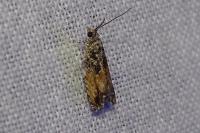 Epinotia nisella