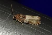 Notocelia