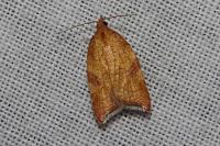 Acleris rhombana